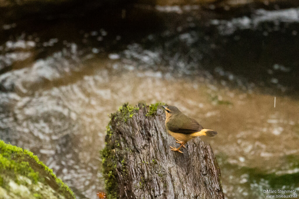 Buff-rumped Warbler