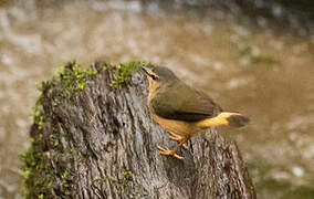 Buff-rumped Warbler