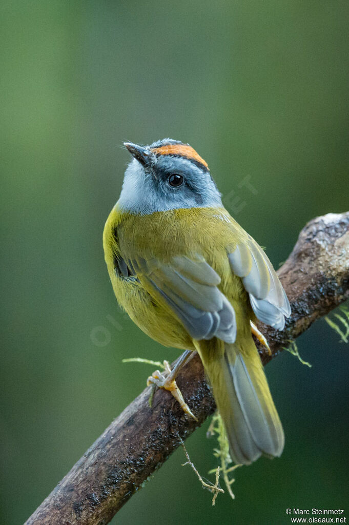 Russet-crowned Warbler