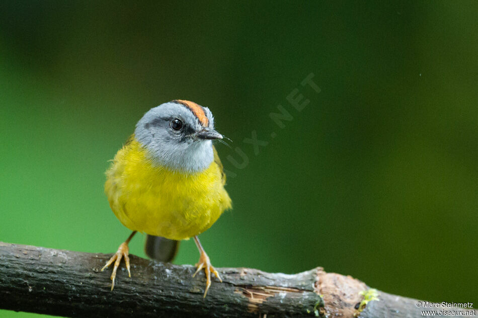 Russet-crowned Warbler