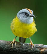 Russet-crowned Warbler