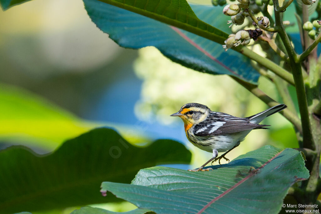 Blackburnian Warbler