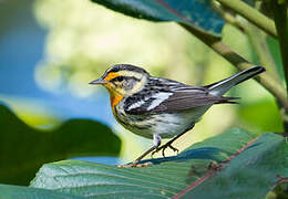 Blackburnian Warbler