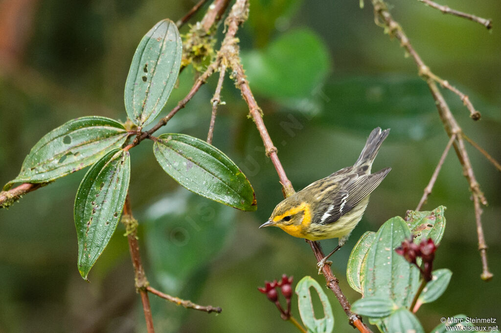 Blackburnian Warbler