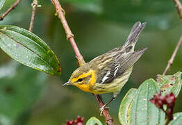 Blackburnian Warbler