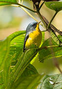 Tropical Parula