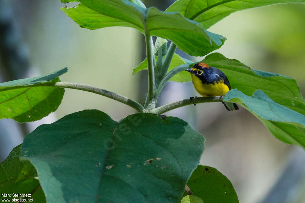 Paruline à lunettesadulte, habitat