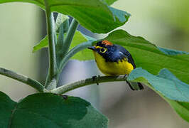 Spectacled Whitestart