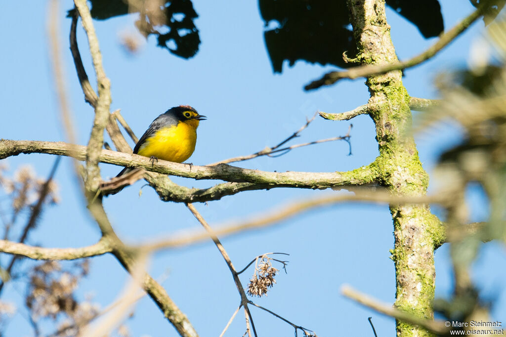 Spectacled Whitestart