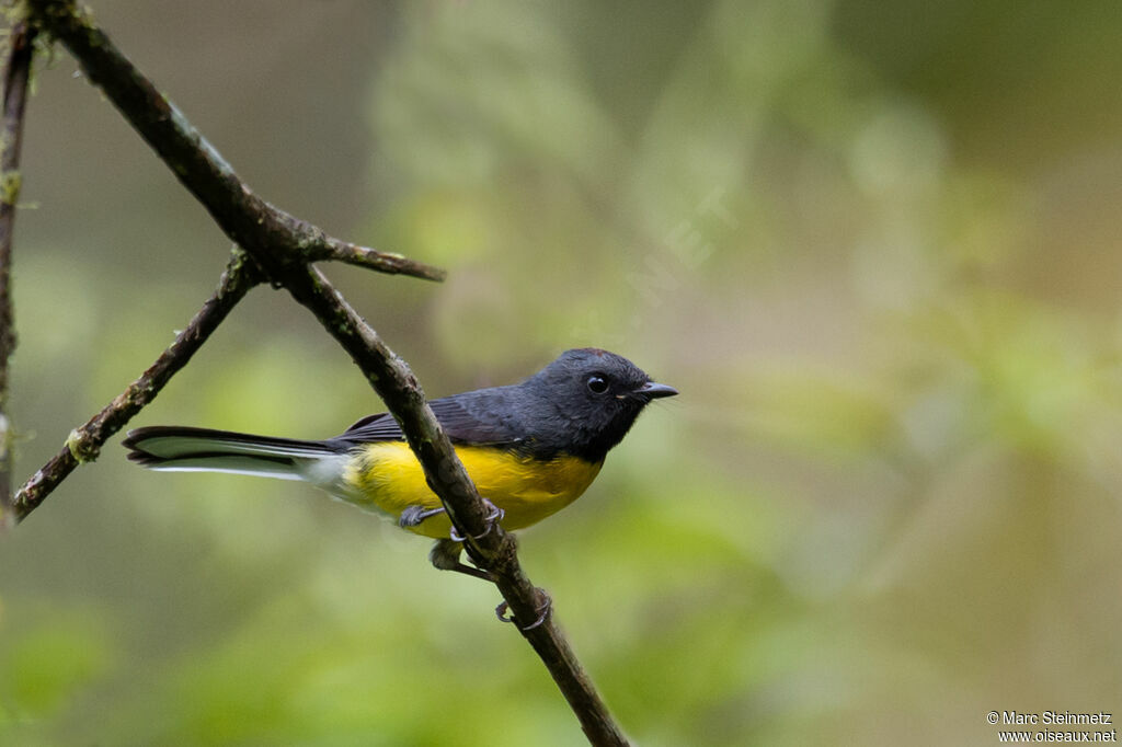 Slate-throated Whitestart