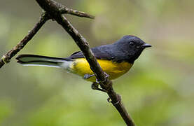 Slate-throated Whitestart