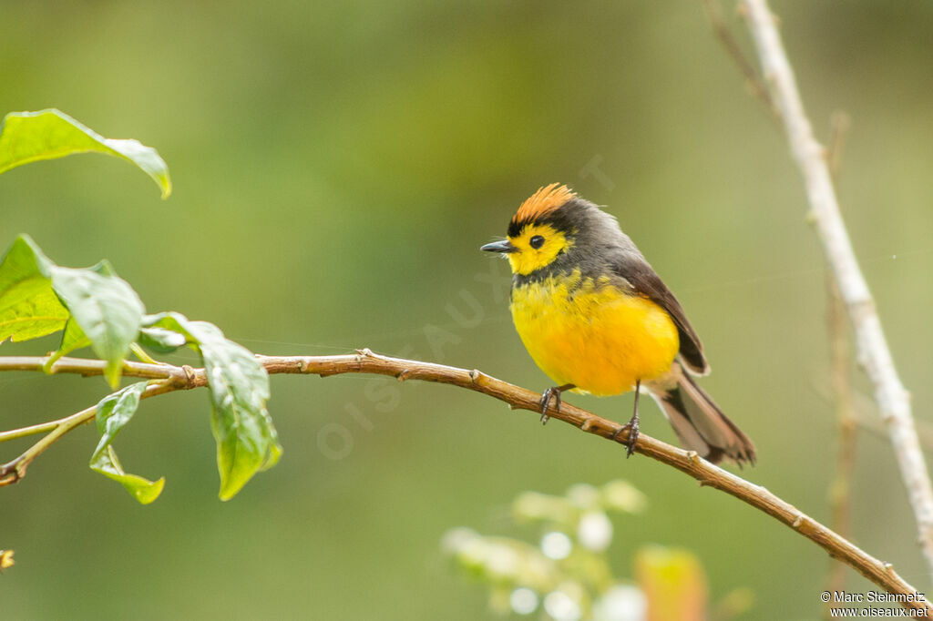 Collared Whitestart