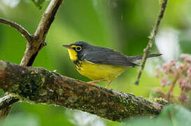 Canada Warbler