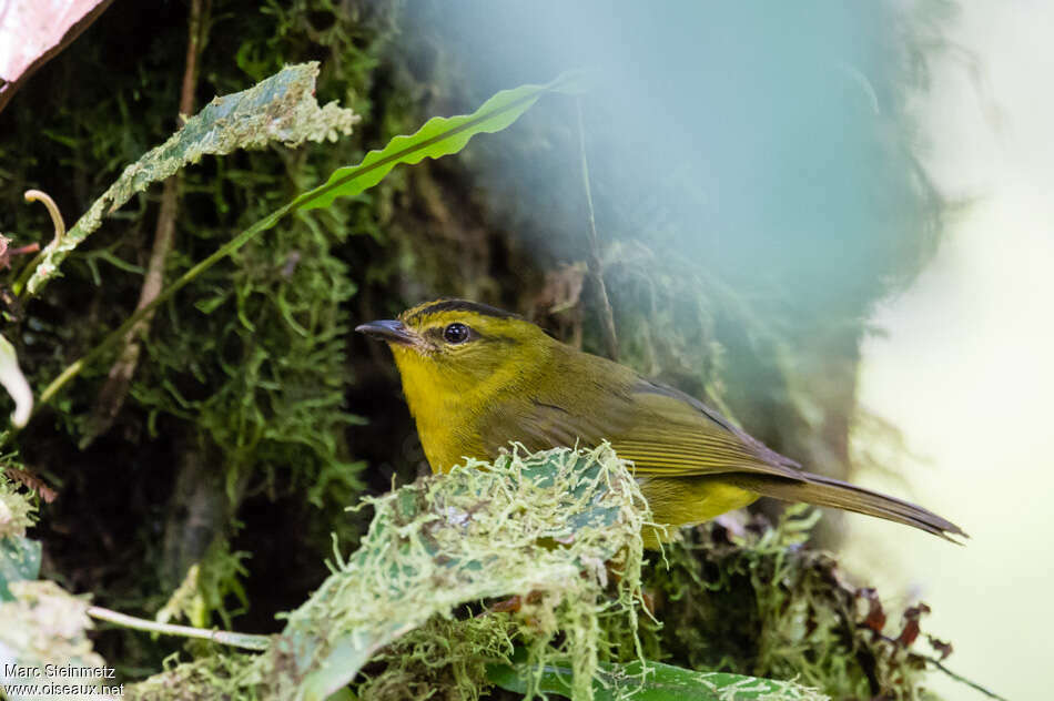 Paruline du Chocó