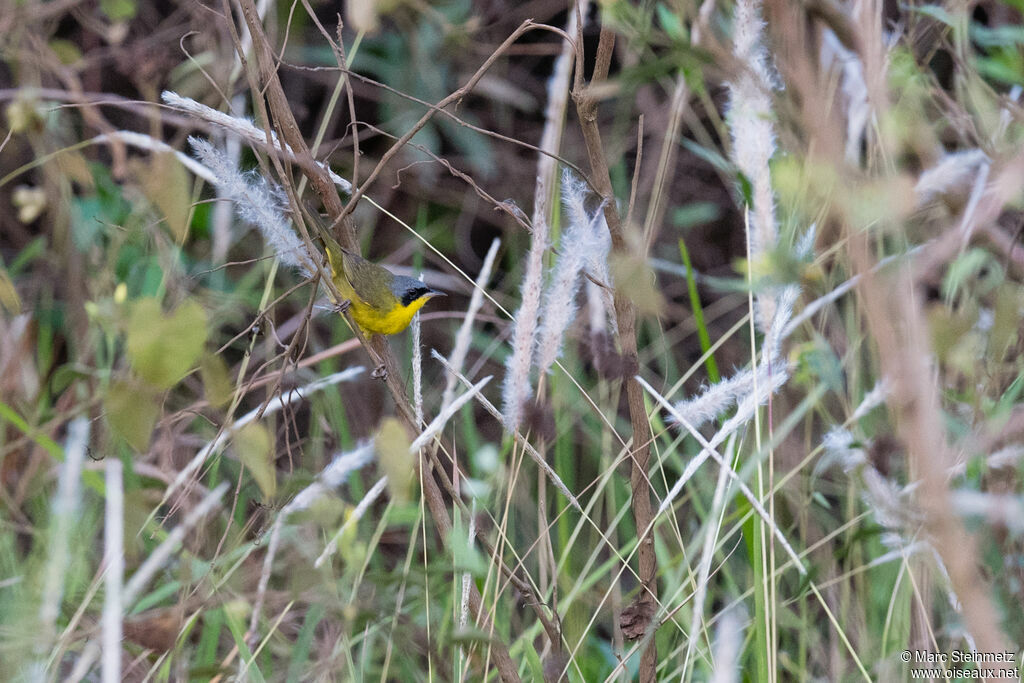 Masked Yellowthroat