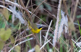 Masked Yellowthroat