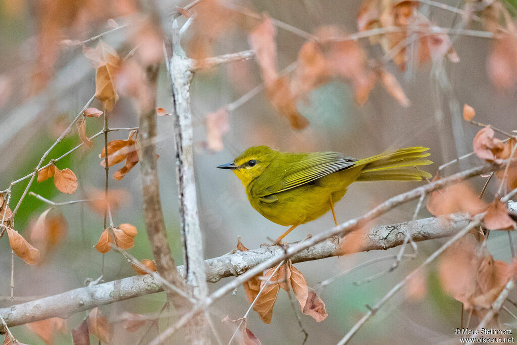 Flavescent Warbler