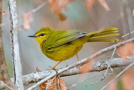 Flavescent Warbler