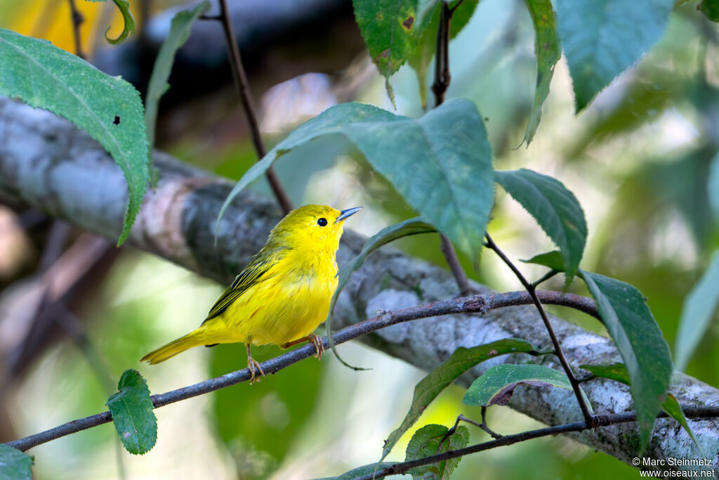 American Yellow Warbler