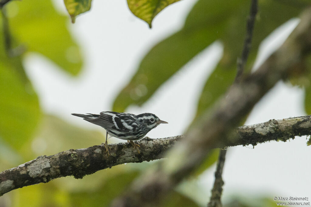 Paruline noir et blanc