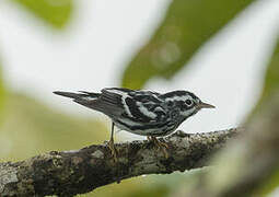 Paruline noir et blanc