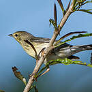 Paruline rayée