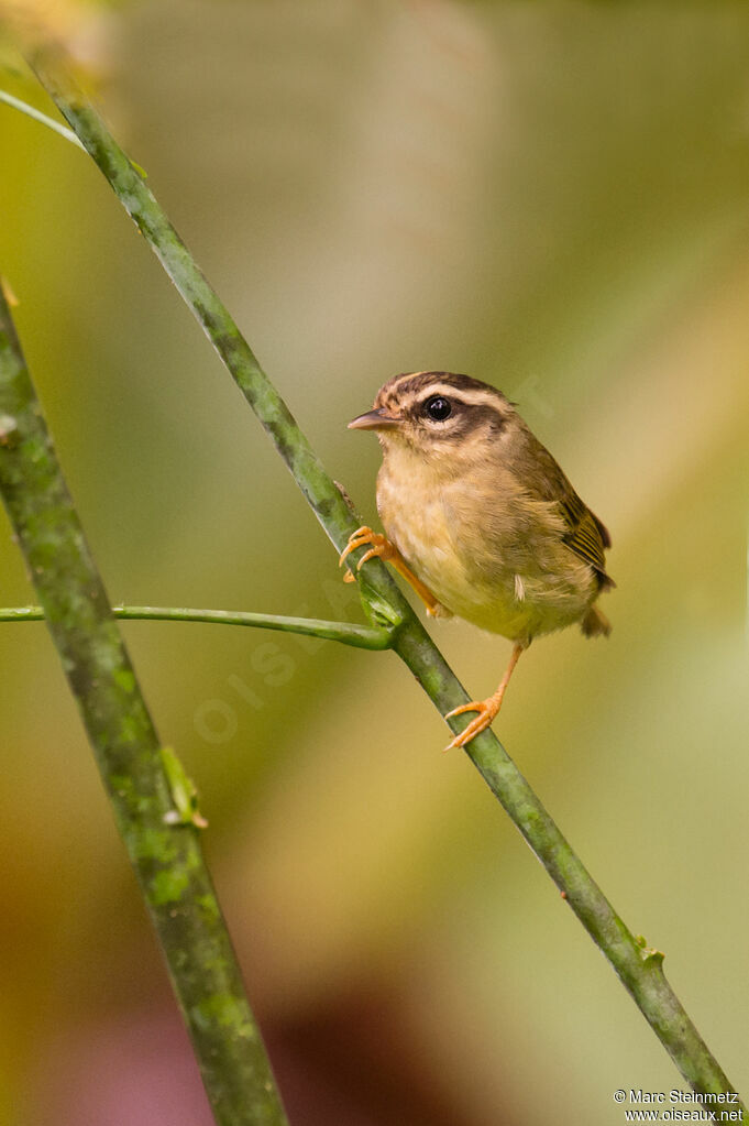 Three-striped Warbleradult, Behaviour