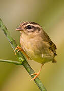 Three-striped Warbler