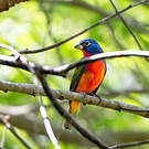 Passerin nonpareil