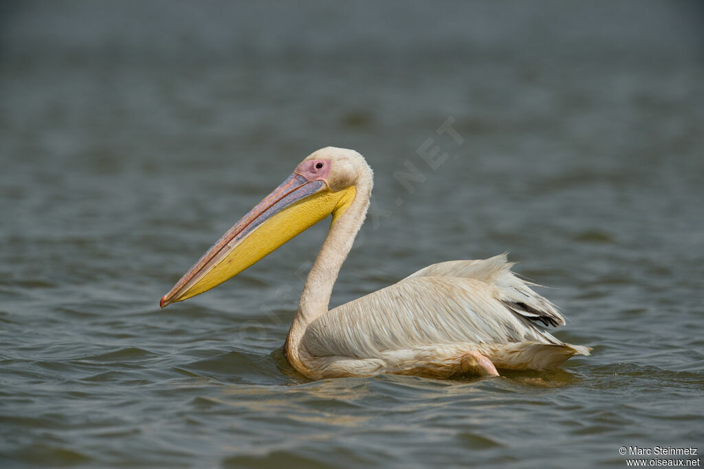 Great White Pelican