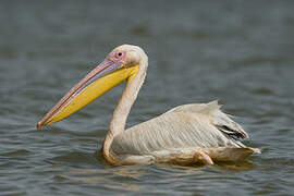 Great White Pelican