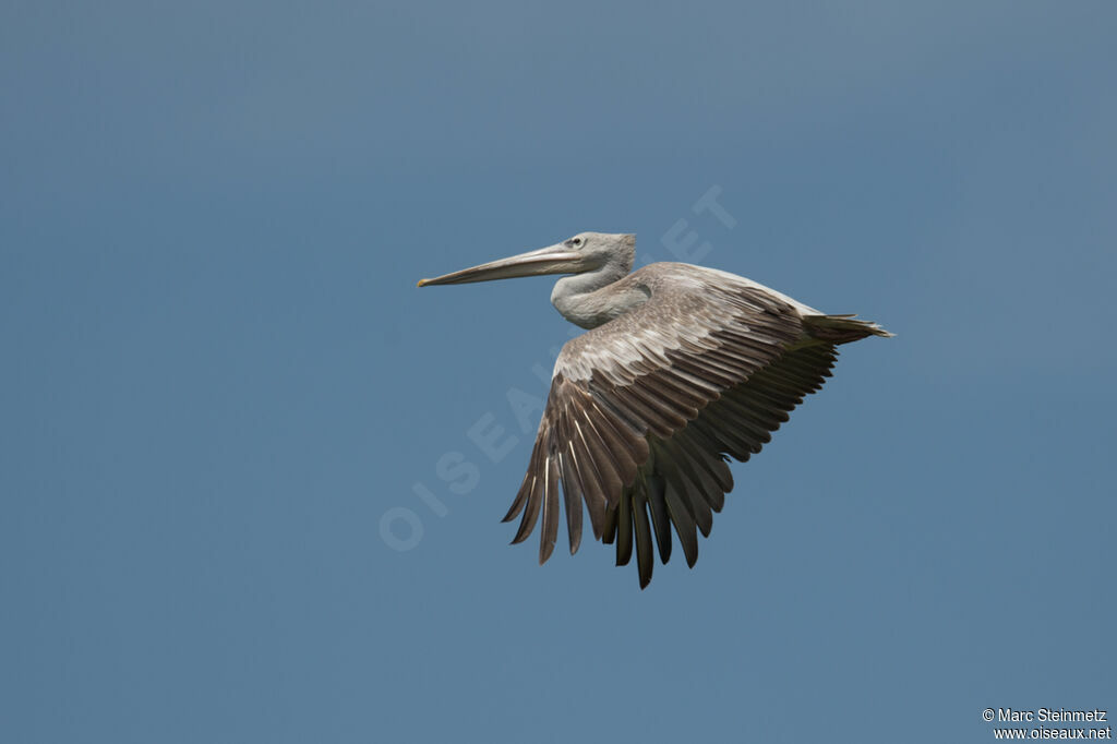 Pélican gris