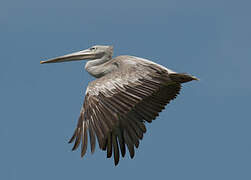 Pink-backed Pelican