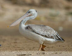 Pink-backed Pelican