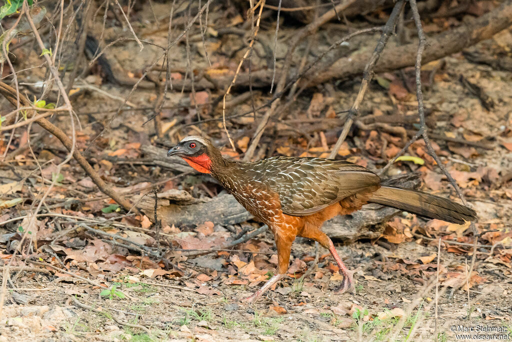 Pénélope à ventre roux