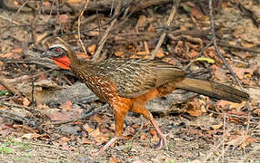 Chestnut-bellied Guan