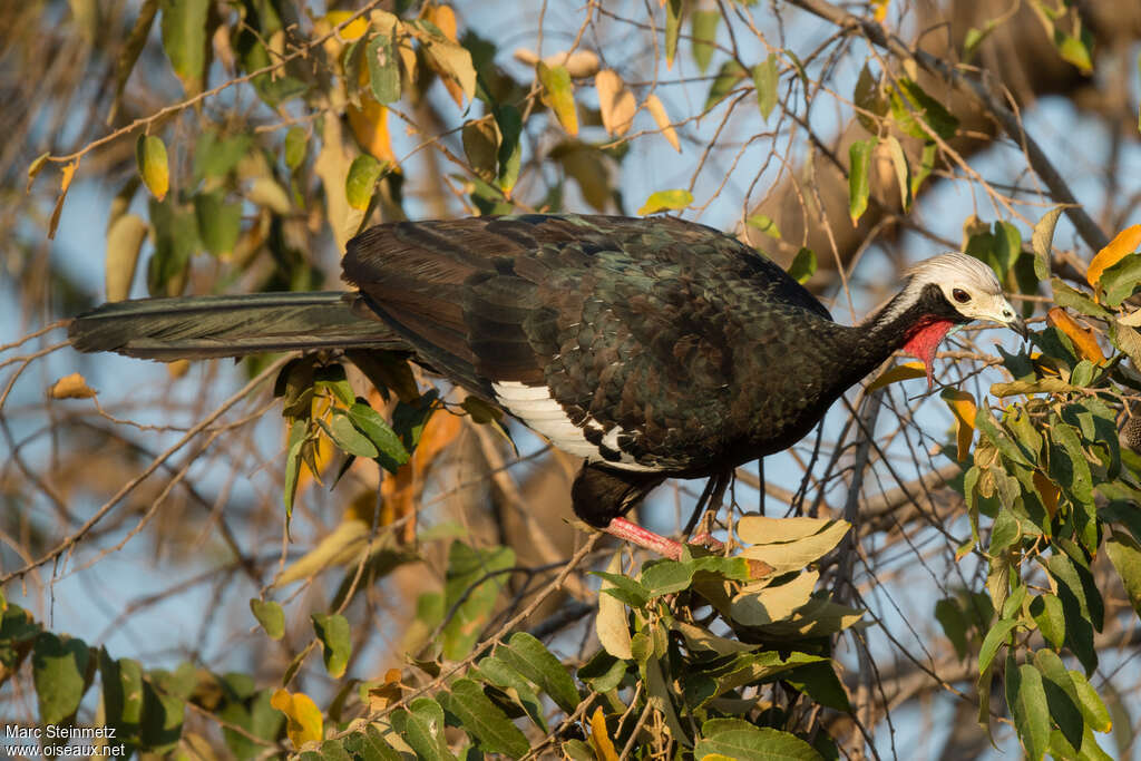 Red-throated Piping Guanadult, habitat, pigmentation