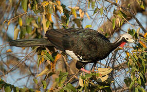 Red-throated Piping Guan