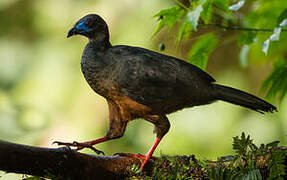 Sickle-winged Guan