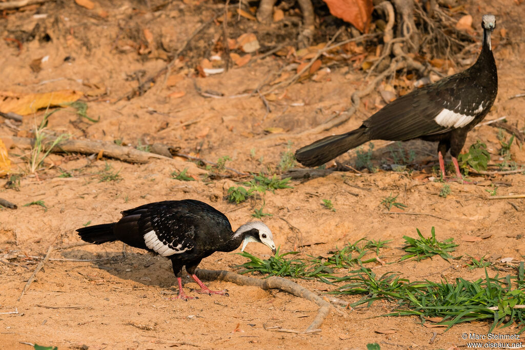 White-throated Piping Guan