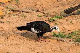 White-throated Piping Guan