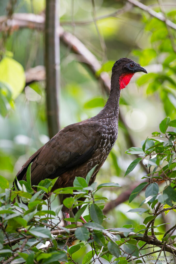 Crested Guan