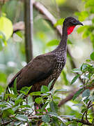 Crested Guan