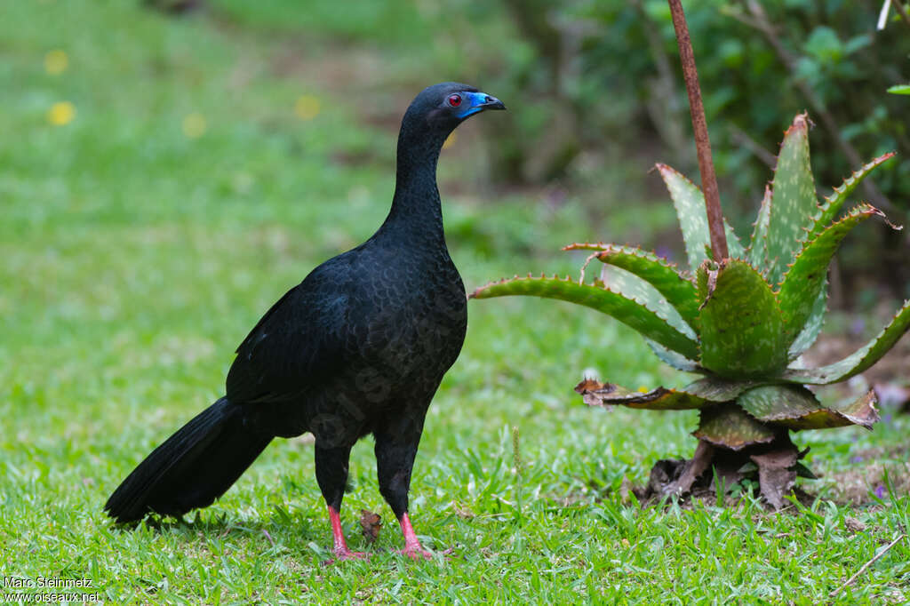 Black Guanadult, identification