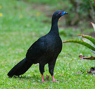 Black Guan