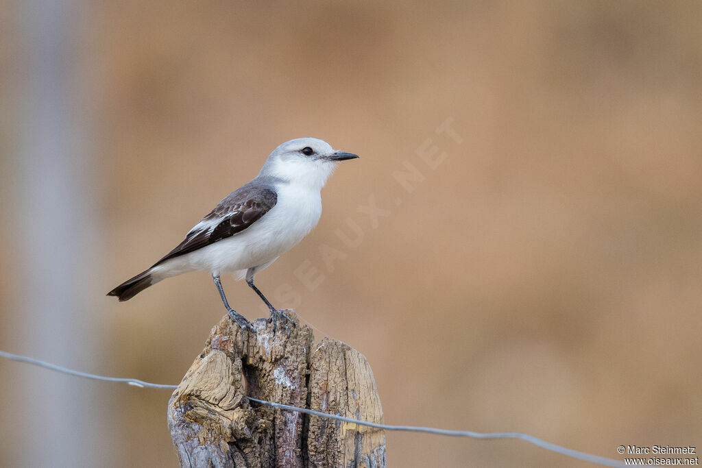 White-rumped Monjita