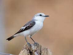 White-rumped Monjita