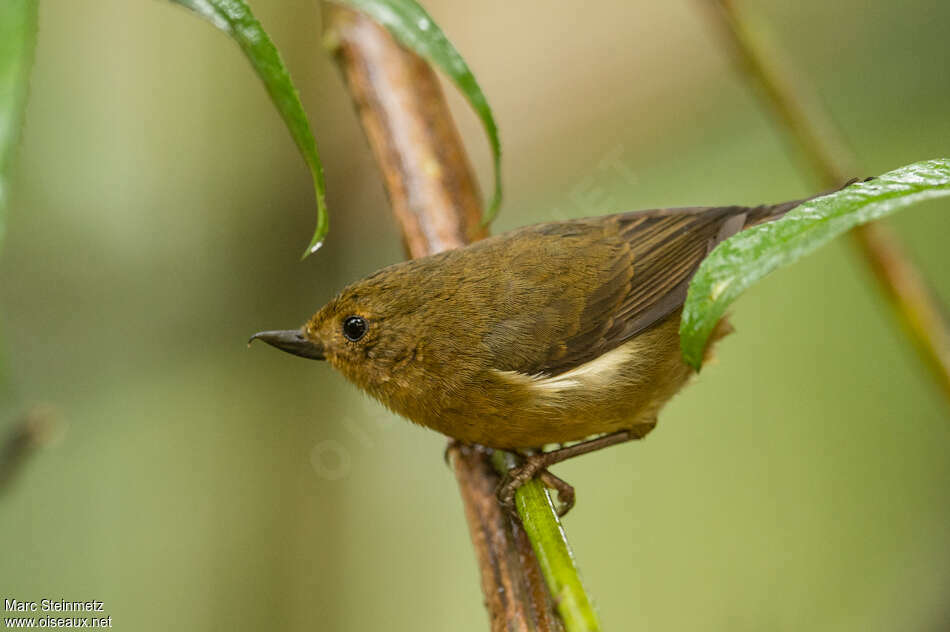 White-sided Flowerpiercer female adult, identification