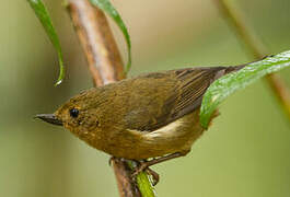 White-sided Flowerpiercer