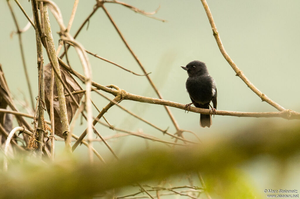 White-sided Flowerpiercer